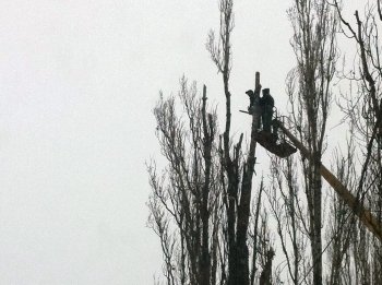 Старые тополя в Ильичевске обретут вторую жизнь
