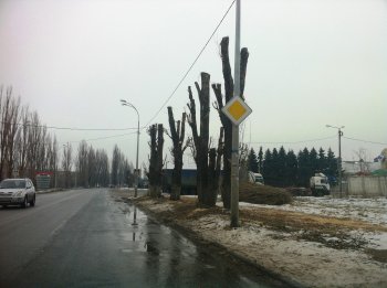 Старые тополя в Ильичевске обретут вторую жизнь