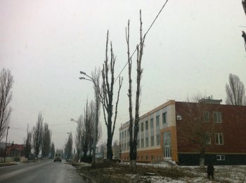 Старые тополя в Ильичевске обретут вторую жизнь