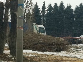 Старые тополя в Ильичевске обретут вторую жизнь