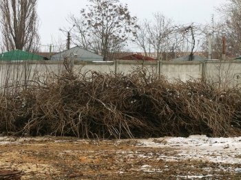 Старые тополя в Ильичевске обретут вторую жизнь
