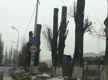 Старые тополя в Ильичевске обретут вторую жизнь