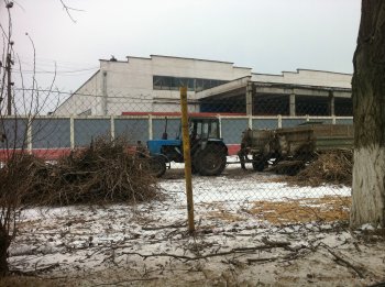 Старые тополя в Ильичевске обретут вторую жизнь