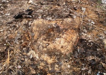 Одесские буржуины массово и нагло пилят деревья
