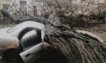 Покалеченный 18 января от упавшего дерева  водитель потерпевшим не признан