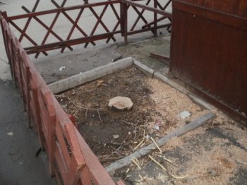 По примеру известного олигарха деревья в Одессе режут «купчишки» далеко «не первой руки»