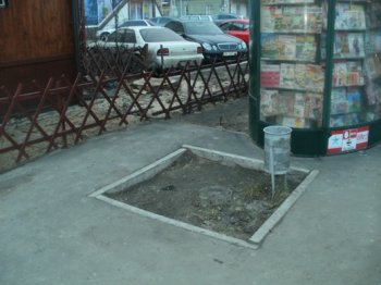 По примеру известного олигарха деревья в Одессе режут «купчишки» далеко «не первой руки»