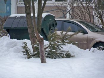 Одесситы массово избавляются от «колючих»: дворники в шоке