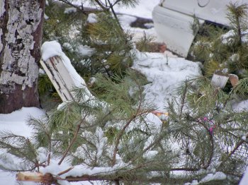 Одесситы массово избавляются от «колючих»: дворники в шоке