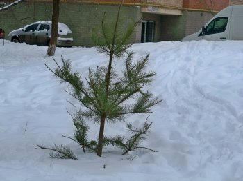 Одесситы массово избавляются от «колючих»: дворники в шоке