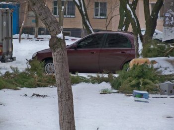 Одесситы массово избавляются от «колючих»: дворники в шоке
