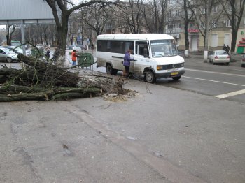 На Генерала Петрова упало дерево (фото)