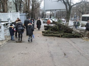 На Генерала Петрова упало дерево (фото)