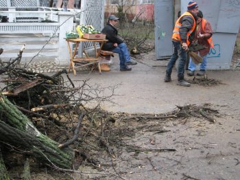 На Генерала Петрова упало дерево (фото)