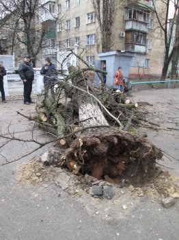 На Генерала Петрова упало дерево (фото)