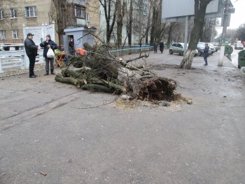 На Генерала Петрова упало дерево (фото)