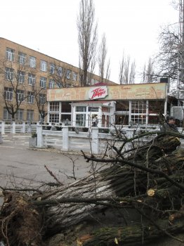 На Генерала Петрова упало дерево (фото)