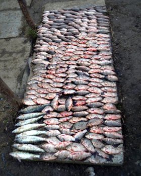 На Днестровском лимане задержан рыбак с незаконными 110 кг рыбы
