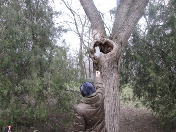 В Одесских парках одесситы массово подкармливают белок (фото)