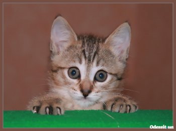 Горсад: Одесситы отмечают Всемирный день мартовского кота