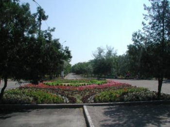 Весна на дворе: Пора дарить Одессе дерево