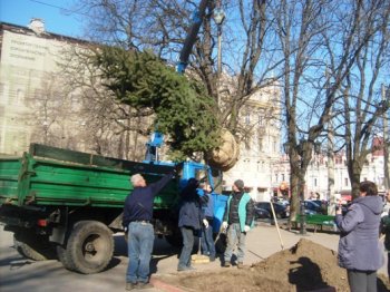 На Соборной площади Одессы появились новые ели