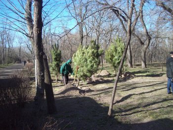 Сегодня политэлита Одессы усердно высаживала деревья