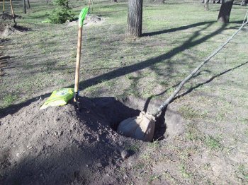 Сегодня политэлита Одессы усердно высаживала деревья