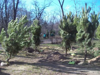 Сегодня политэлита Одессы усердно высаживала деревья