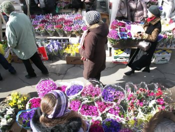 В Одессе — цветочный бум! (фото)