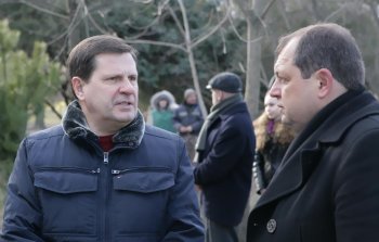 Родной Одессе платан западный....