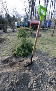 Родной Одессе платан западный....