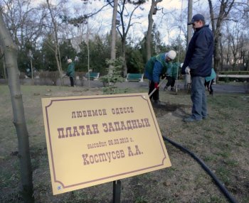 Родной Одессе платан западный....