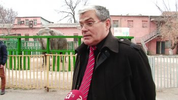 В Одесском зоопарке с 8 марта поздравили слониху Венди