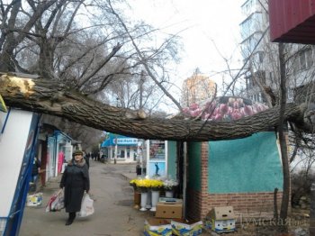 СМИ: Очередное массовое падение деревьев в Одессе