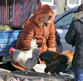 Торговцы живым товаром: «Продавать будем только на Староконном!» (фото)