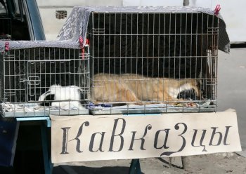 Торговцы живым товаром: «Продавать будем только на Староконном!» (фото)