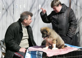 Торговцы живым товаром: «Продавать будем только на Староконном!» (фото)