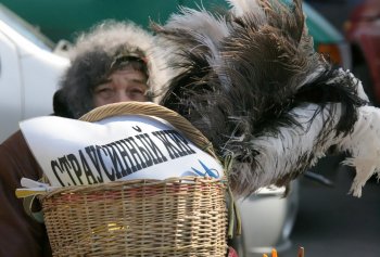 Торговцы живым товаром: «Продавать будем только на Староконном!» (фото)