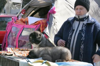 Торговцы живым товаром: «Продавать будем только на Староконном!» (фото)