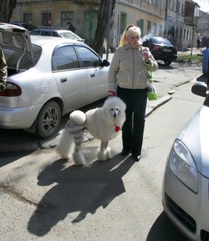 Торговцы живым товаром: «Продавать будем только на Староконном!» (фото)