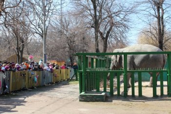 На Масленицу в Одессе слониха Венди съела чучело Зимы