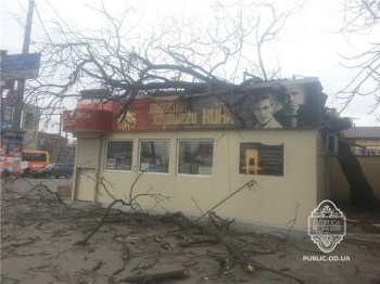 Срочно: Очередное дерево упало на магазин, едва не раздавив людей