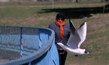 Одесская весна: В парке Победы — птичье оживление (фото)