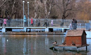 Одесская весна: В парке Победы — птичье оживление (фото)