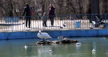 Одесская весна: В парке Победы — птичье оживление (фото)