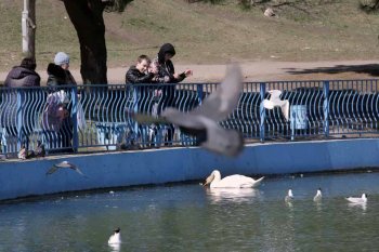Одесская весна: В парке Победы — птичье оживление (фото)