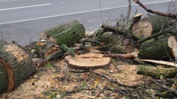 Ущерб, нанесенный деревьям на Генуэзской, пока не определен