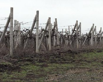 Более миллиона гривен прихватили из госбюджета аграрии Арцизского района