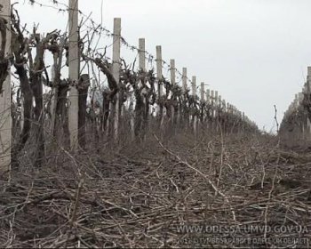 В Арцизском районе украли... виноградную плантацию